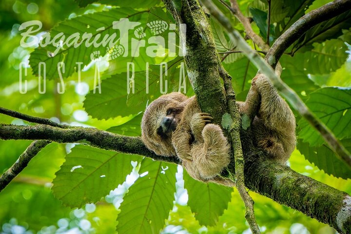 Bogarin Trail Sloth Guided Tour - Photo 1 of 18